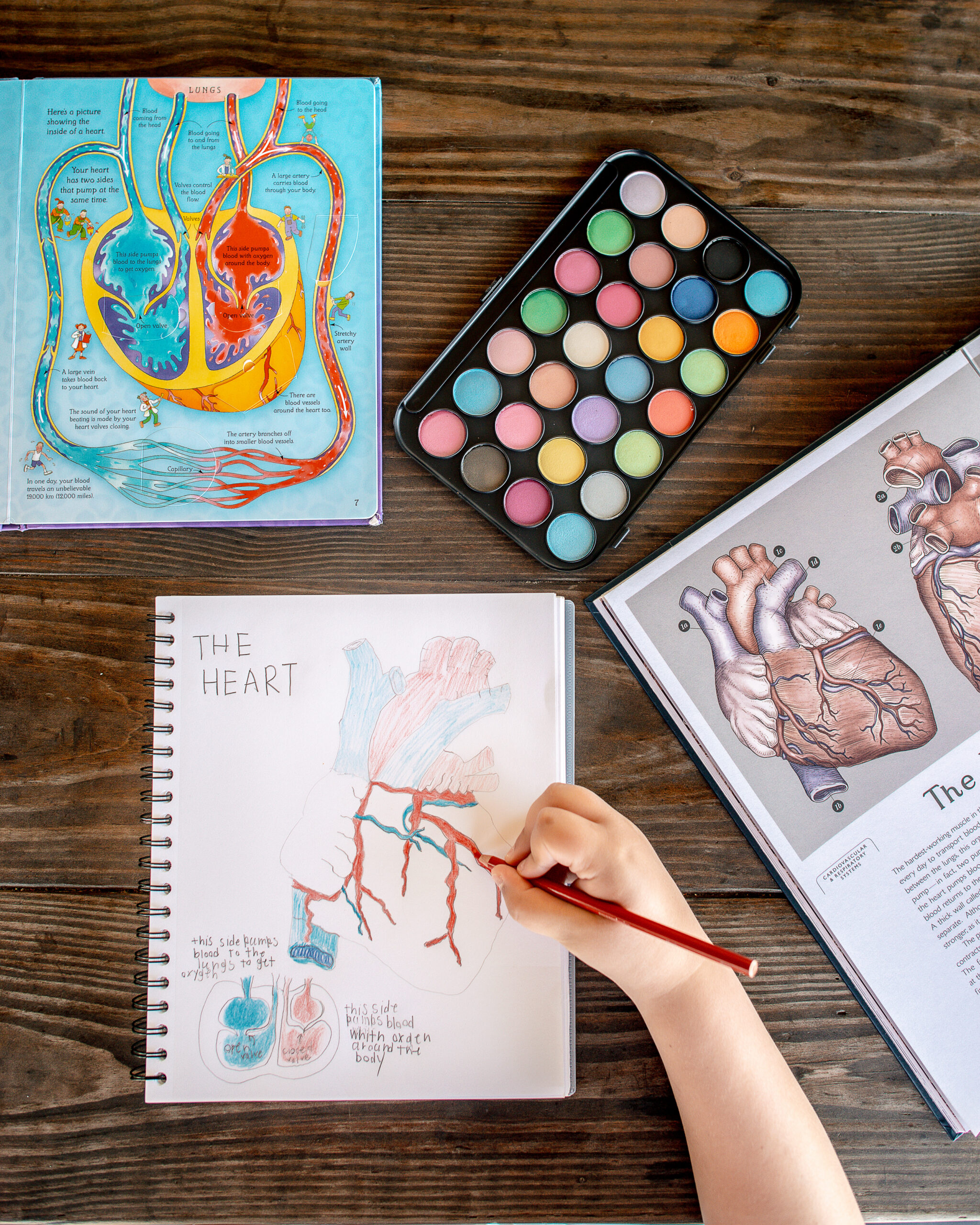 Why We Study the Human Body